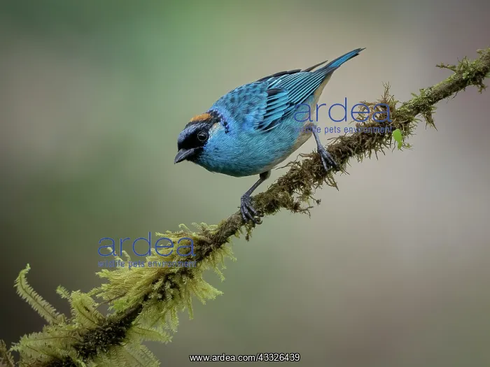 : Golden-naped Tanager (Chalcothraupis ruficervix), Ecuador : Golden-naped Tanager (Chalcothraupis ruficervix), Ecuador