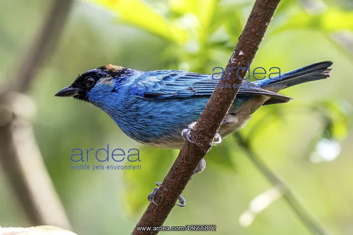 : Golden-naped tanager (Chalcothraupis ruficervix), Mindo : Golden-naped tanager (Chalcothraupis ruficervix), Mindo
