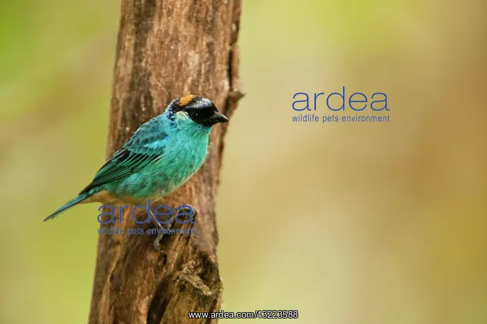 : Golden-naped Tanager (Tangara ruficervix) : Golden-naped Tanager (Tangara ruficervix)