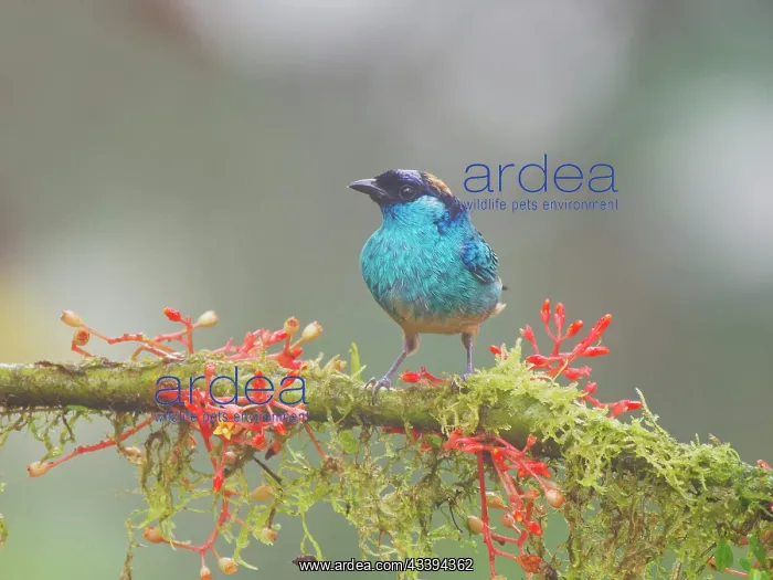 : Golden Naped Tanager Tangara ruficervix Ecuador : Golden Naped Tanager Tangara ruficervix Ecuador
