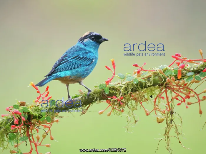: Golden Naped Tanager Tangara ruficervix Ecuador : Golden Naped Tanager Tangara ruficervix Ecuador