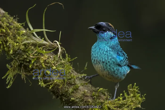 : Golden-naped Tanager (Tangara ruficervix) Valle : Golden-naped Tanager (Tangara ruficervix) Valle