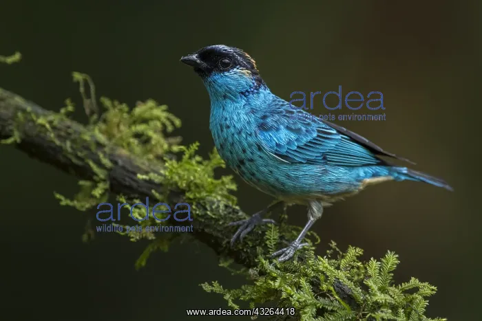 : Golden-naped Tanager (Tangara ruficervix) Valle : Golden-naped Tanager (Tangara ruficervix) Valle