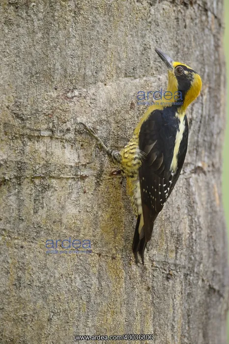 : Golden-naped Woodpecker - Female Golden-naped Woodpecker : Golden-naped Woodpecker - Female Golden-naped Woodpecker