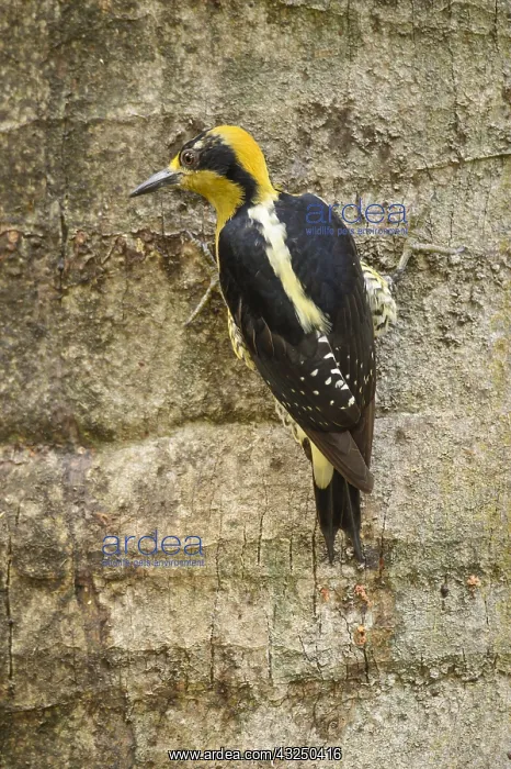 : Golden-naped Woodpecker - Female Golden-naped Woodpecker : Golden-naped Woodpecker - Female Golden-naped Woodpecker