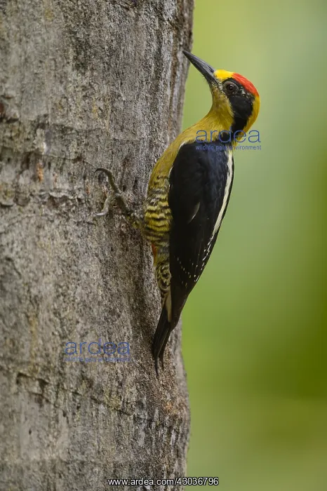 : Golden-naped Woodpecker - Golden-naped Woodpecker : Golden-naped Woodpecker - Golden-naped Woodpecker