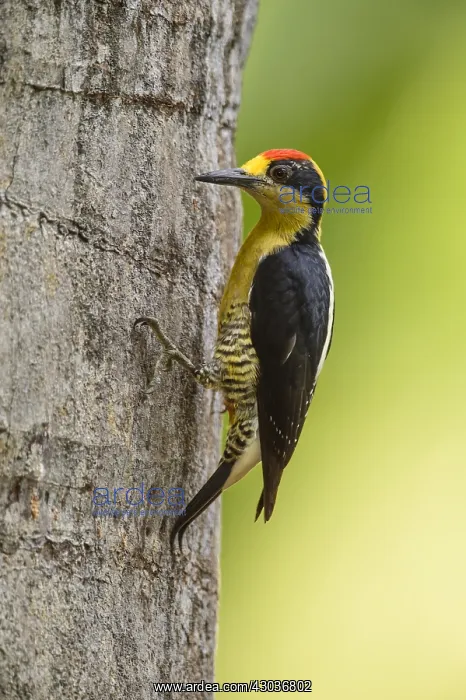 : Golden-naped Woodpecker - Golden-naped Woodpecker : Golden-naped Woodpecker - Golden-naped Woodpecker