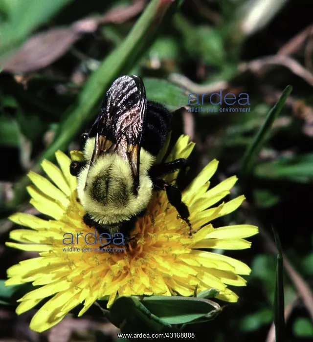 : Golden Northern Bumble Bee : Golden Northern Bumble Bee