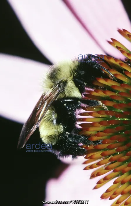 : Golden Northern Bumblebee : Golden Northern Bumblebee