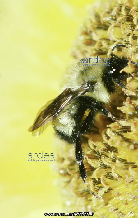 : Golden Northern Bumblebee : Golden Northern Bumblebee