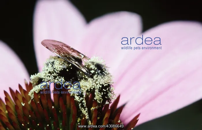 : Golden Northern Bumblebee : Golden Northern Bumblebee