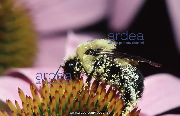 : Golden Northern Bumblebee : Golden Northern Bumblebee