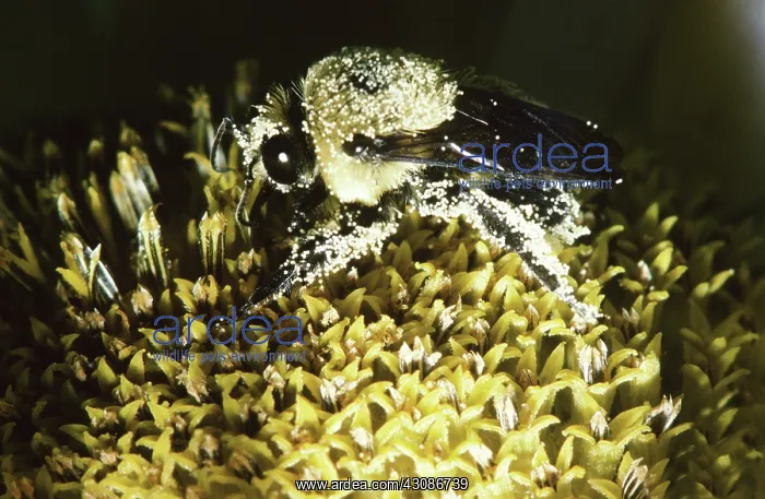 : Golden Northern Bumblebee : Golden Northern Bumblebee