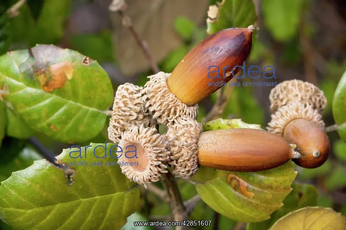 : Golden Oak - foliage and acorns : Golden Oak - foliage and acorns