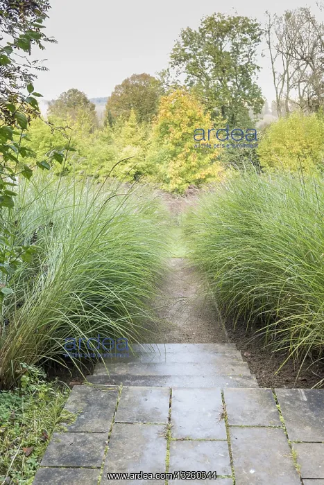 : Golden oat in a garden, autumn, Somme, France : Golden oat in a garden, autumn, Somme, France