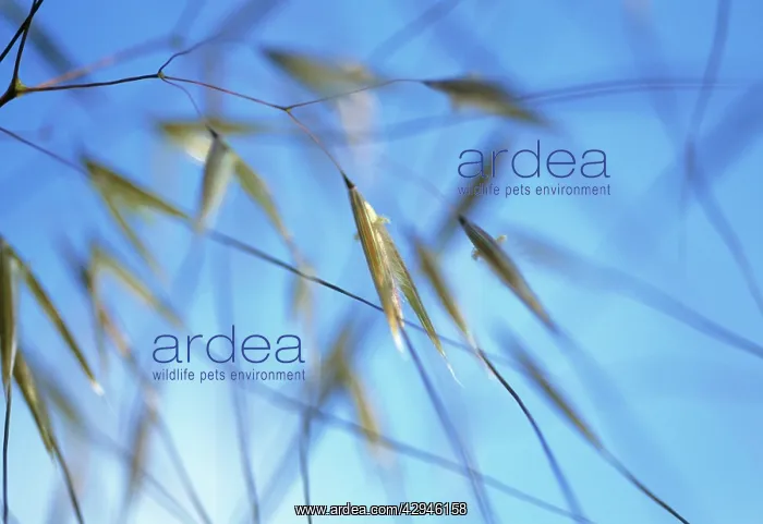  : Golden Oats