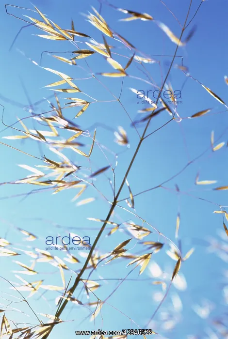 : Golden Oats : Golden Oats