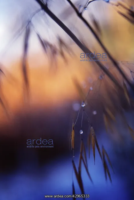 : Golden Oats : Golden Oats