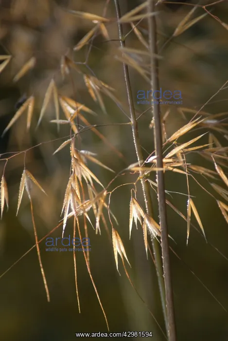 : Golden oats : Golden oats