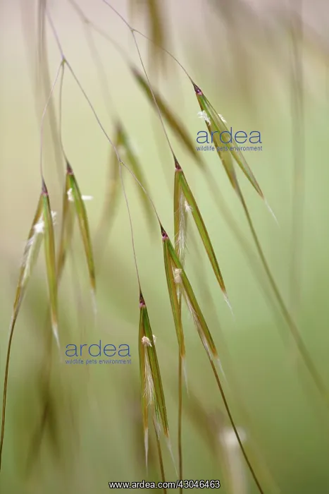 : Golden Oats : Golden Oats