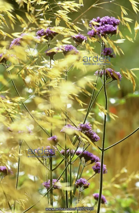 : Golden Oats : Golden Oats