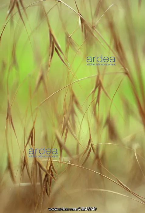 : Golden oats : Golden oats