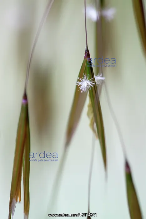 : Golden oats, Stipa gigantea, Very close view of : Golden oats, Stipa gigantea, Very close view of