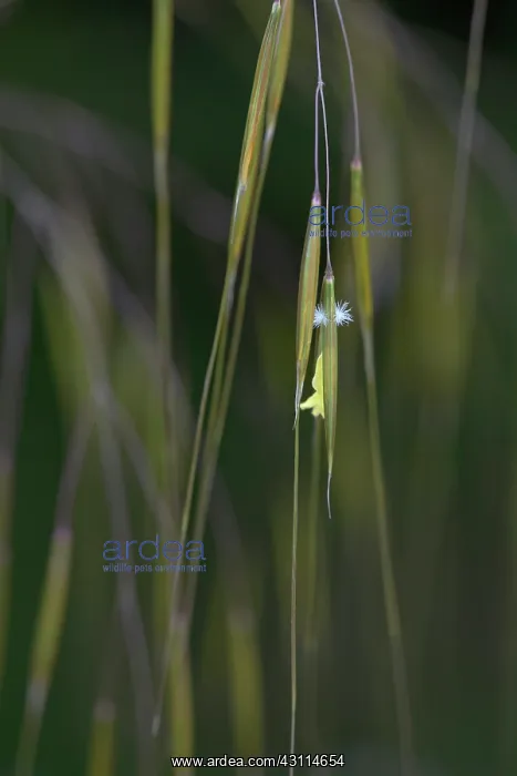 : Golden oats, Stipa gigantea, Very close view of : Golden oats, Stipa gigantea, Very close view of