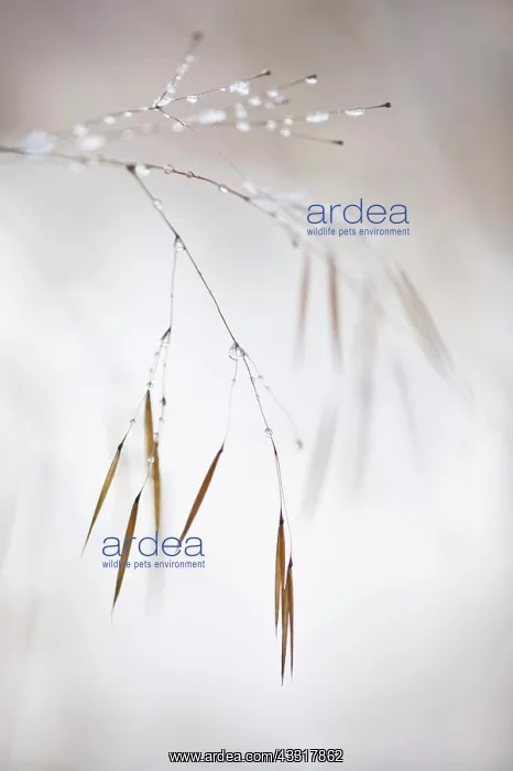 : Golden oats, Stipa gigantea, A panicle of the brown : Golden oats, Stipa gigantea, A panicle of the brown