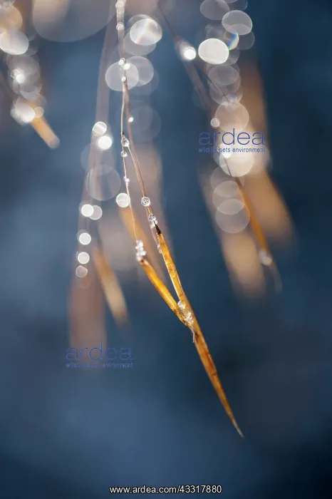 : Golden oats, Stipa gigantea, A panicle of the yellow : Golden oats, Stipa gigantea, A panicle of the yellow
