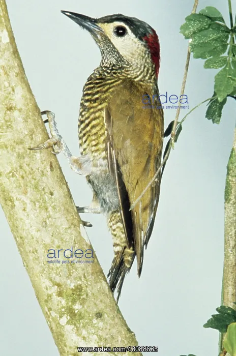 : Golden-olive Woodpecker : Golden-olive Woodpecker