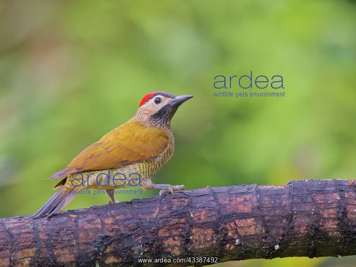 : Golden Olive Woodpecker Colaptes rubiginosus Ecu : Golden Olive Woodpecker Colaptes rubiginosus Ecu