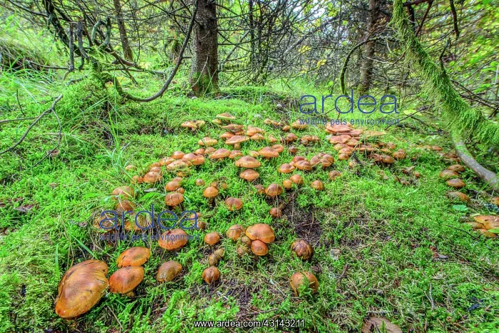 : Golden Orange Tricholoma (Tricholoma aurantium) : Golden Orange Tricholoma (Tricholoma aurantium)