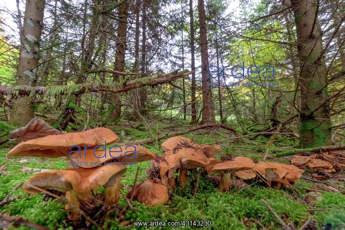 : Golden Orange Tricholoma ( Tricholoma aurantium : Golden Orange Tricholoma ( Tricholoma aurantium