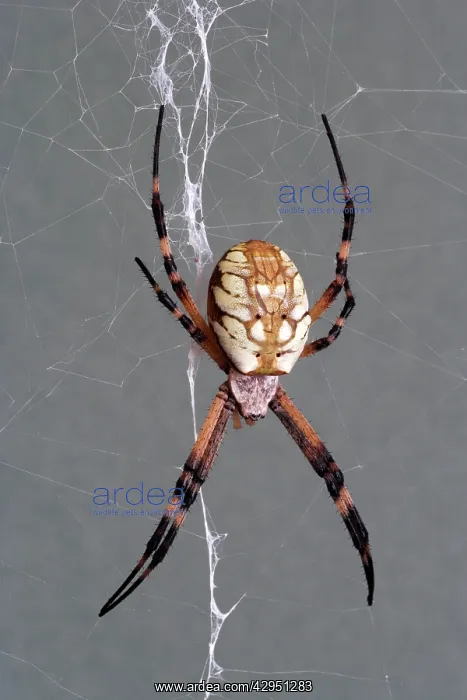 : Golden orb-weaver : Golden orb-weaver