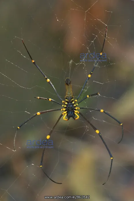 : Golden Orb-weaver - big and colourful spider on : Golden Orb-weaver - big and colourful spider on