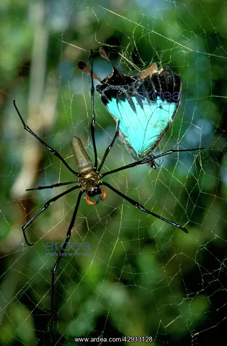 : A Golden orb-weaver - female spider with captured : A Golden orb-weaver - female spider with captured