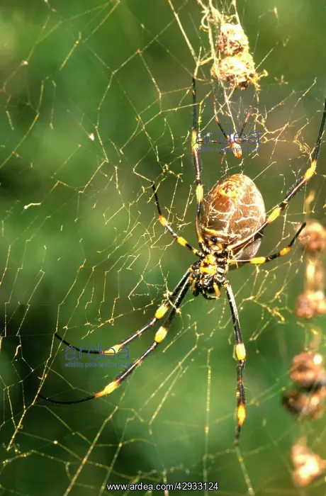 : A Golden orb-weaver - female spider in web with : A Golden orb-weaver - female spider in web with