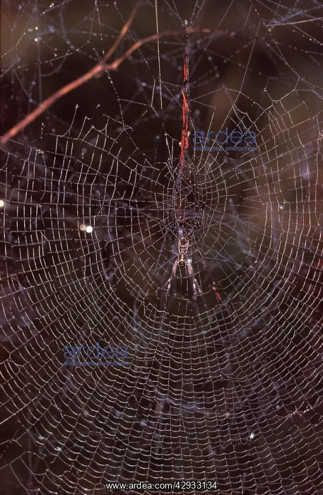 : A Golden orb-weaver - female spider in web : A Golden orb-weaver - female spider in web