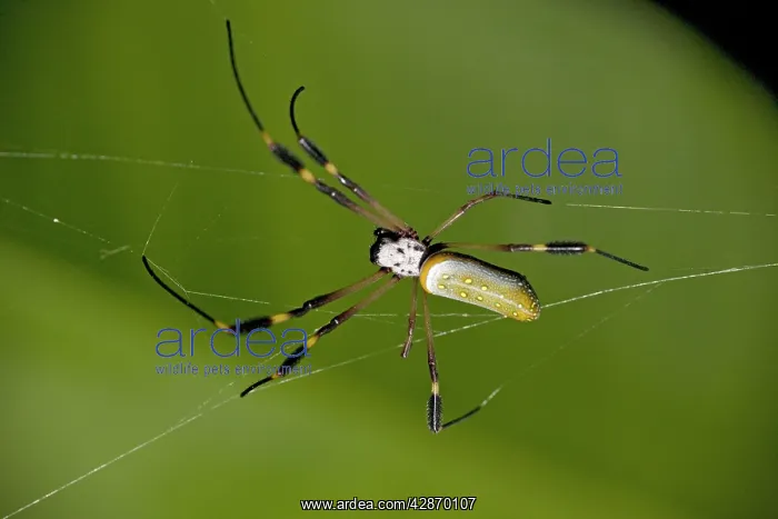 : Golden orb-weaver spider : Golden orb-weaver spider