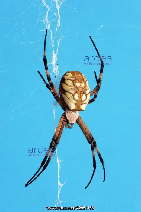 : Golden Orb-weaver Spider : Golden Orb-weaver Spider