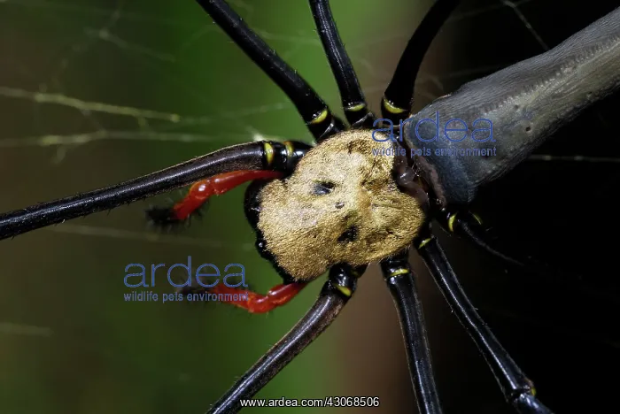 : Golden Orb-weaver Spider : Golden Orb-weaver Spider