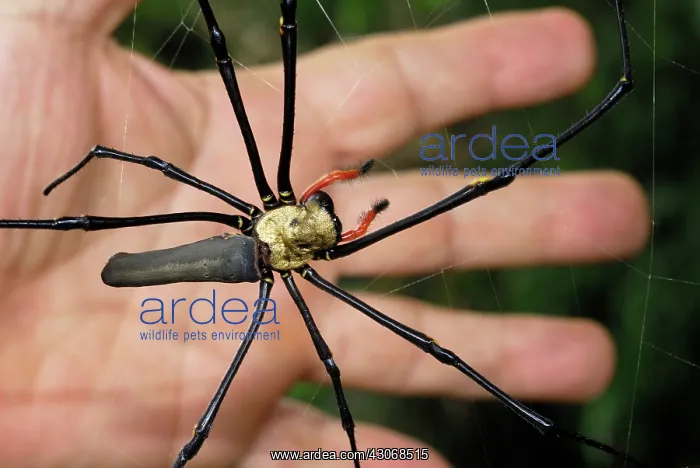: Golden Orb-weaver Spider : Golden Orb-weaver Spider