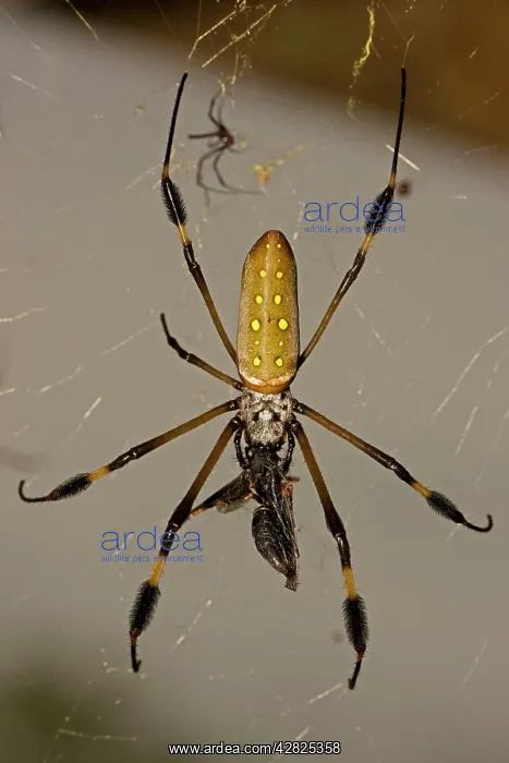 : Golden Orb Weaver Spider - female eating wasp : Golden Orb Weaver Spider - female eating wasp