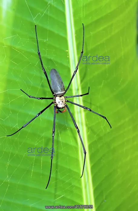 : Golden Orb Weaver Spider (Nephila sp.) : Golden Orb Weaver Spider (Nephila sp.)