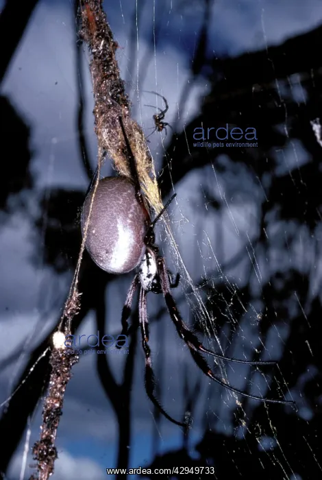  : Golden Orb-weaver spider - with much smaller male