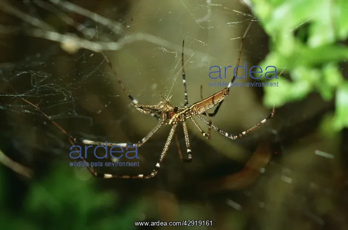  : Golden Orb-Weaver SPIDER - young female feeding
