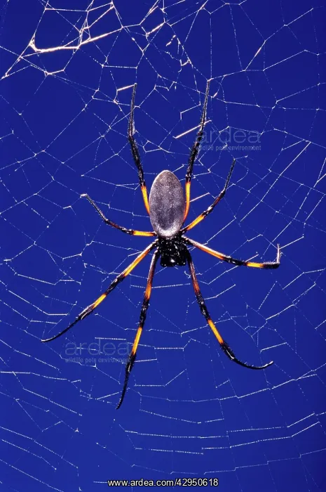 : Golden Orb-web Spider : Golden Orb-web Spider