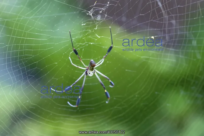 : Golden Orb-Web Spider : Golden Orb-Web Spider
