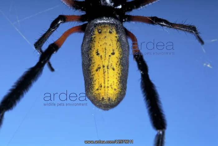 : Golden Orb-web Spider - detail of the abdomen : Golden Orb-web Spider - detail of the abdomen